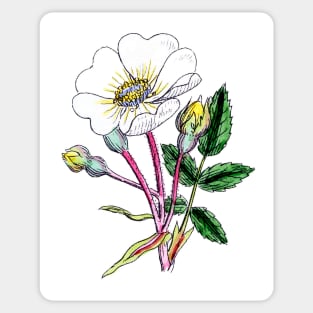 Wild Rose-This is a vintage print Circa 1800-1900 Sticker